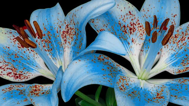 55,654 Blue Lily Stock Photos - Free & Royalty-Free Stock Photos from  Dreamstime