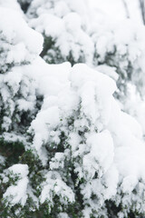 pine tree branche covered with snow. Snow winter background. Selective focus