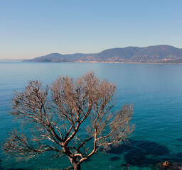 bel arbre au coucher de soleil