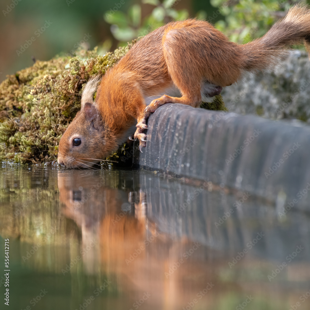 Aufkleber A low level close up of a red squirrel drinking from a pool. It has a  reflection in the water
