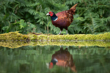 A male pheasant is captured by a pool. His reflection is caught in the water as he stands on the bank