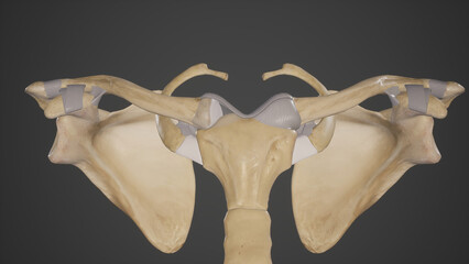 Medical Illustration of Joints and Ligaments of Clavicle.3d rendering - obrazy, fototapety, plakaty