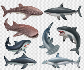 Shark Realistic Set