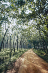 Wooded forest trees in the early morning with sunray through the leaves