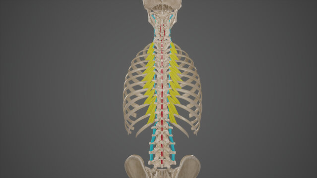 Anatomical Illustration of Minor Deep Back Muscles.3d rendering