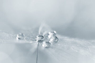 Closeup of a dandelion seed with drops of dew or water in silver color. Beautiful abstract macro background. Selective focus. Art image.