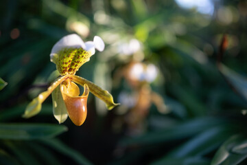 White and yellow flowers of Splendid Paphiopedilum or slipper orchid