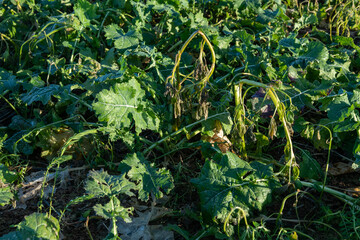 Champ de colza avec CIPAN (cultures intermédiaires pièges à nitrates. Les CIPAN sont un couvert environnemental permettent de séquestrer l’azote présent dans le sol, évitant ainsi le lessivage du sol