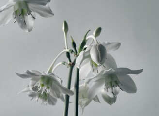 White flowers of amazon eucharis amazon lily on a gray background.