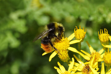 Closeup of red-tailed bumblebee (Bombus lapidarius), family Apidae on flowers of common ragwort (Jacobaea vulgaris). Blurred background. Summer, July, in a Dutch garden.	