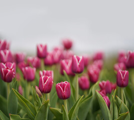 tulip field. Horizontal row of tulips on the field in the spring time
