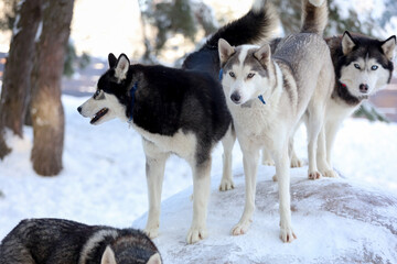 Siberian Husky in the forest landscape in the background. Lovely dogs. Friend of human. 