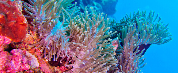 Naklejka na ściany i meble Magnificent Sea anemone, Ritteri anemone, Heteractis magnifica, Coral Reef, Lembeh, North Sulawesi, Indonesia, Asia
