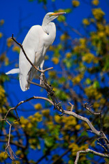 Great White Egret, Egretta alba, Chobe River, Chobe National Park, Botswana, Africa