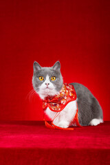cute cat with traditional Chinese New Year style cloak on red background at vertical composition