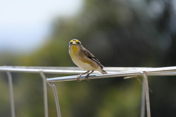 Striated pardalote, (Pardalotus striatus) with a meal for its nesting young, Captured country...