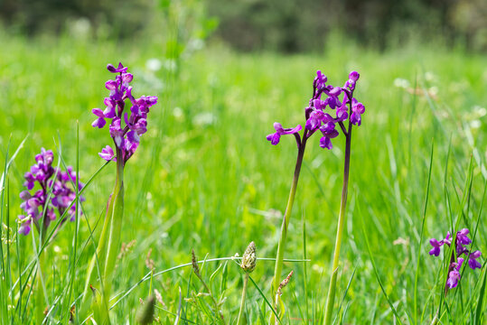 Green-winged orchid, Orchis morio. Photo taken in Guadarrama Mountains, La Pedriza, Madrid, Spain
