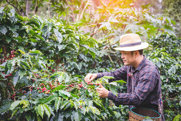 Coffee farmer cutting a coffee tree at coffee plantation in asian