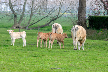 Fototapeta na wymiar Cows And Calfs At Abcoude The Netherlands 2019