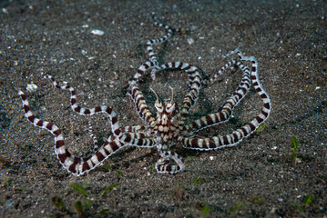 Mimic Octopus Thaumoctopus mimicus