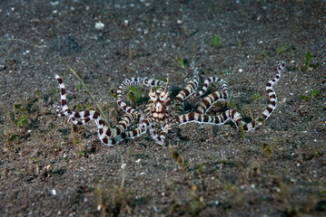 Mimic Octopus Thaumoctopus mimicus