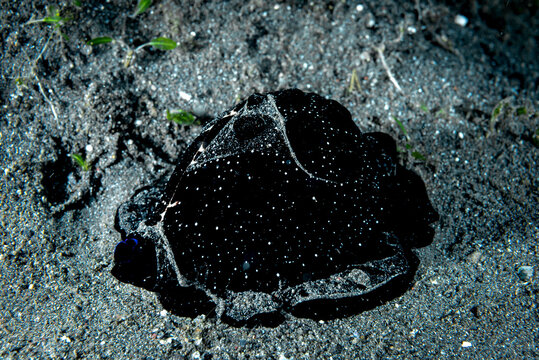 Common Egg Cowry Ovula ovum