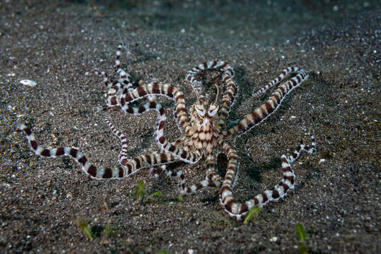 Mimic Octopus Thaumoctopus Mimicus