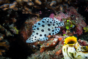 Humpback Grouper Chromileptes altivelis
