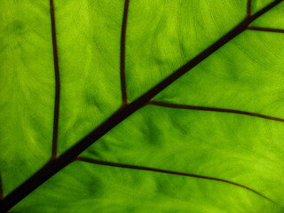 green leaf background