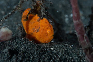 Painted frogfish Antennarius pictus