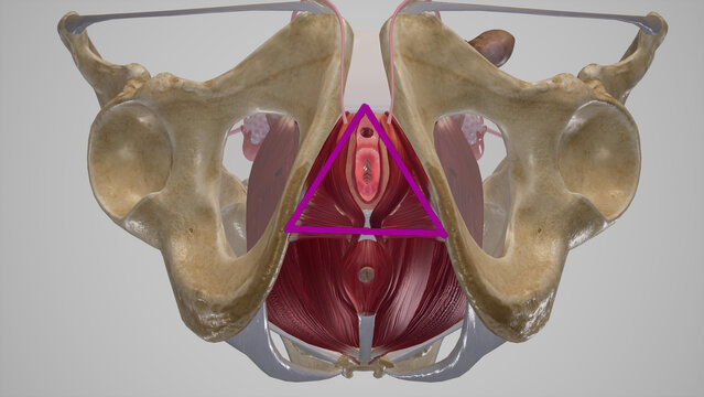 Female Urogenital Triangle Anatomy.3d rendering