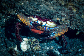 Fototapeta na wymiar Blue Crab
