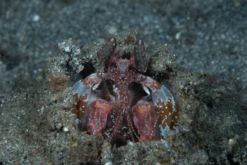 Lisa's Mantis Shrimp Lysiosquillina lisa