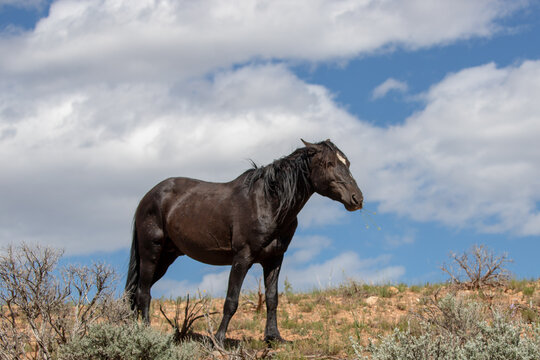Black stallion under cloudy blue sky on alpine desert ridge in the western United States