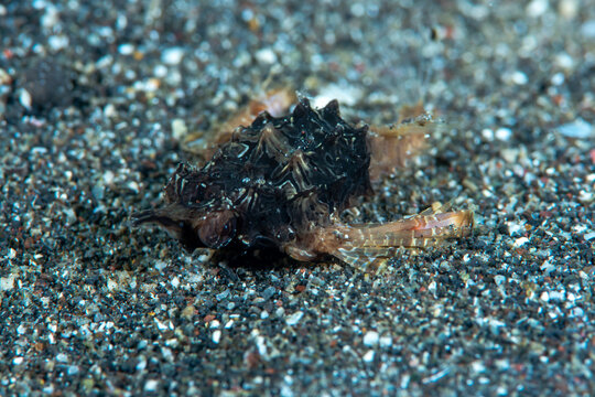 Dragon sea Moth Eurypegasus draconi