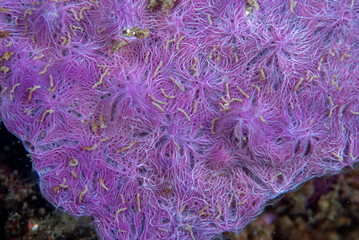 Chalinula nematifera