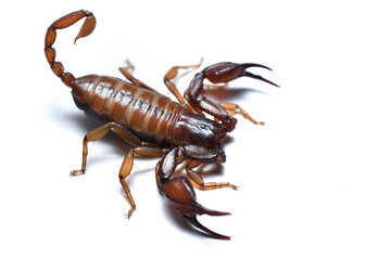 Closeup picture of the European scorpion Euscorpius aquilejensis (former subspecies of E....