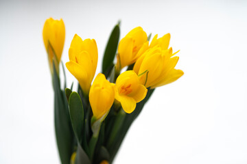 Group of yellow closed crocuses . Beautiful Yellow Spring Flowers Crocus