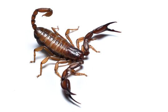 Closeup picture of the European scorpion Euscorpius aquilejensis (former subspecies of E. carpathicus and synonym of E. tergestinus) from Northern Italy photographed on white background.