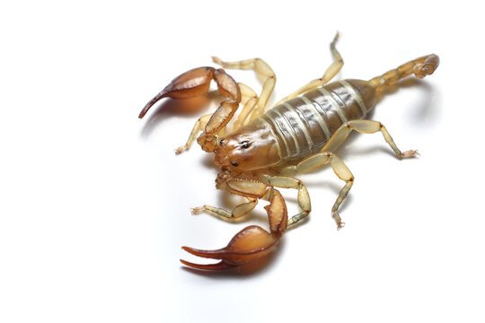 Closeup picture of the European scorpion Euscorpius balearicus (former subspecies of E. carpathicus) from the Balearic Islands (Mallorca, Menorca, Ibiza, Formentera) photographed on white background.