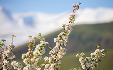 White flowers bloom in the trees. Spring landscape with blooming sakura tree. Beautiful blooming garden on a sunny day. Copy space for text.