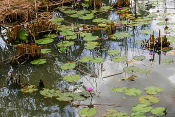 white and pink lotus blooming in water green leaves beauty nature in water garden