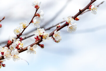 Cherry plum blossoms. Branch of cherry plum with flowers on the background of the sky