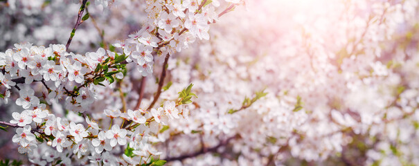 Spring background with white cherry plum blossoms in sunlight. Cherry  plum blossoms