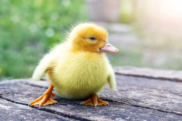 Little yellow fluffy duckling on a wooden surface in the garden