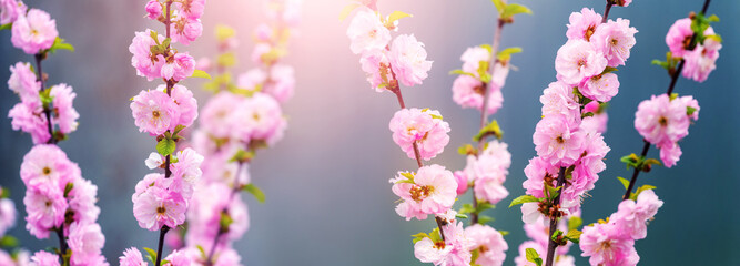 Sakura flowering. Large lush sakura flowers on a tree on a dark background in sunny weather