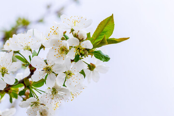 Cherry branch with white flowers on the background of the sky in sunny weather