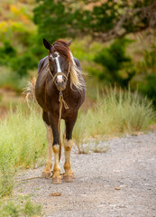 The horse is walking along a country road. Livestock concept, with place for text.