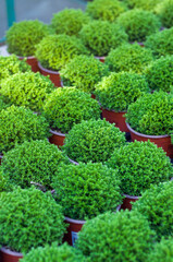 Boxwood young evergreen, shape: ball