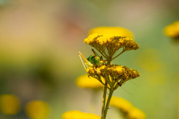Green grasshopper on a yarrow flower. Large marsh grasshopper, Stethophyma grossum, a critically endangered insect typical of wet grasslands and swamps.